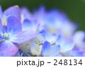 あじさい_011 あじさい_011
