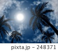 ヤシの木
