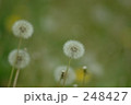 248427