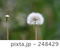 248429