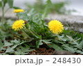 248430