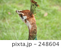 素材ナンバー 248604 : 「孔雀」