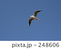 素材ナンバー 248606 : 「空とぶ鳥」