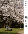 素材ナンバー 249635 : 「桜とベンチ」