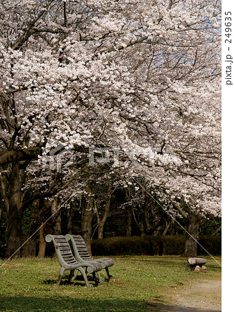 桜とベンチ