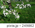 りんごの花