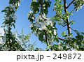 青空とリンゴの花