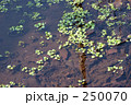 水辺のクレソン