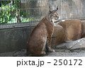 オオヤマネコ