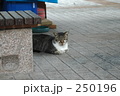 250196