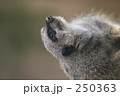 素材ナンバー 250363 : 「ミーヤキャット」