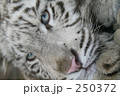 素材ナンバー 250372 : 「ホワイトタイガー」
