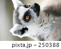 ワオキツネザル