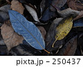 落ち葉