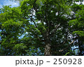 ブナの原生林