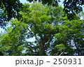白神山地マザーツリー