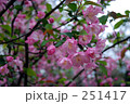 花・ハナカイドウ（ばら科）