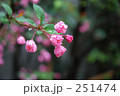 花・ハナカイドウ（ばら科）