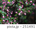 花・ハナカイドウ（ばら科）