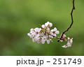 さくら