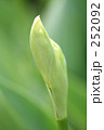 ニオイイリスの蕾