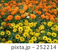 252214