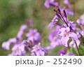 土手に咲くダイコンの花