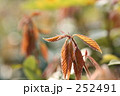 アラカシの芽吹き