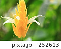 パキスタキス・ルテア
