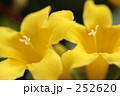 カロライナジャスミン