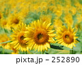 向日葵