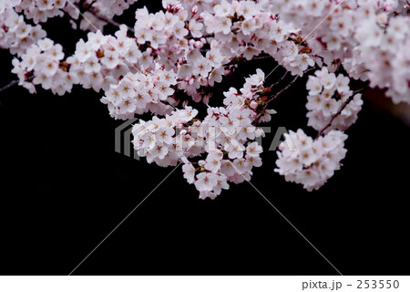 ぼんぼり桜 ぼんぼり桜