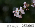 彼岸桜
