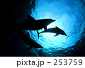 イルカのシルエット