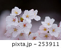 桜の花びら