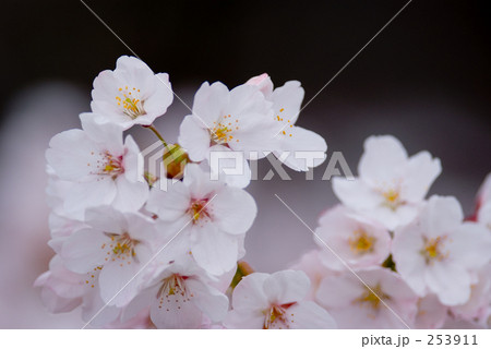「桜の花びら」の写真素材 「桜の花びら」の写真素材