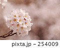 一輪の桜