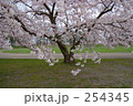 グラウンドの桜