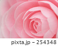 乙女椿