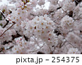 まんまる桜