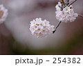 ちょうちん桜