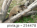 ハクビシン