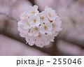 えん桜