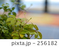 カフェ
