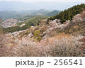 桜8