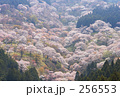 桜4