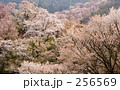 桜11