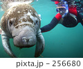 マナティーと泳ぐ