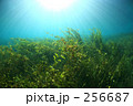 レインボーリバーの植物