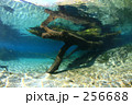 レインボーリバーの流木